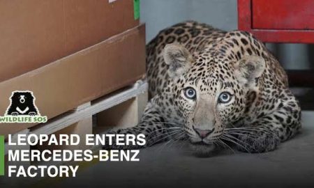 Leopard-at-Mercedes-Benz-plant-in-India